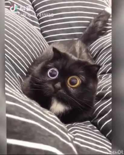 🐈 Стикер «Mad Cat Video» для Telegram
