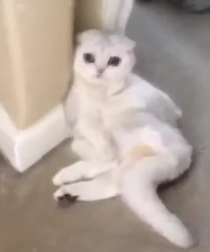 🐈 Стикер «Mad Cat Video» для Telegram
