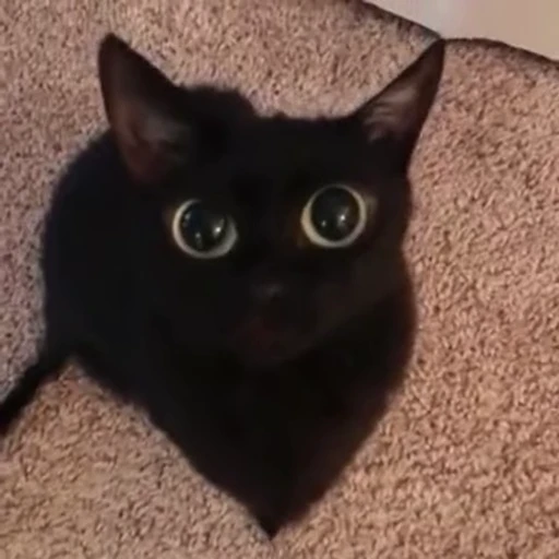 🐈 Стикер «Mad Cat Video» для Telegram