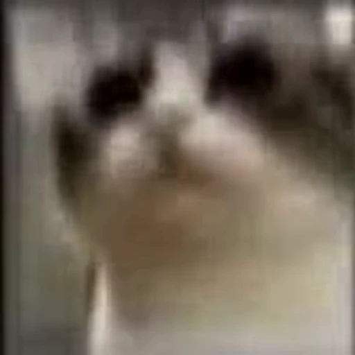🐈 Стикер «Mad Cat Video» для Telegram