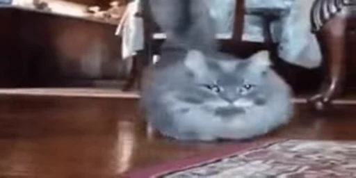 🐈 Стикер «Mad Cat Video» для Telegram