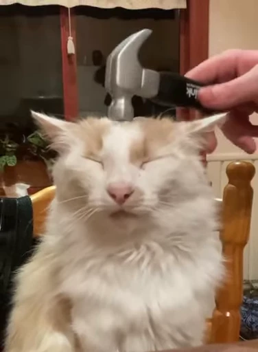 🐈 Стикер «Mad Cat Video» для Telegram
