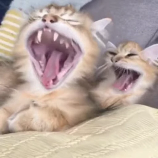 🐈 Стикер «Mad Cat Video» для Telegram