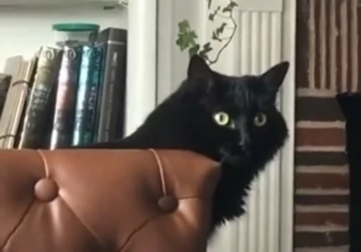 🐈 Стикер «Mad Cat Video» для Telegram