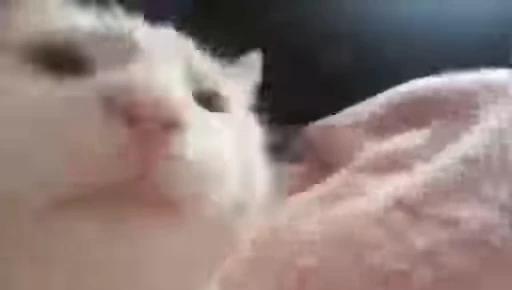 🐈 Стикер «Mad Cat Video» для Telegram