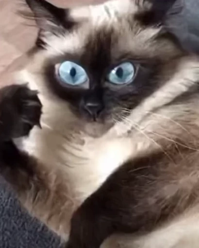 🐈 Стикер «Mad Cat Video» для Telegram