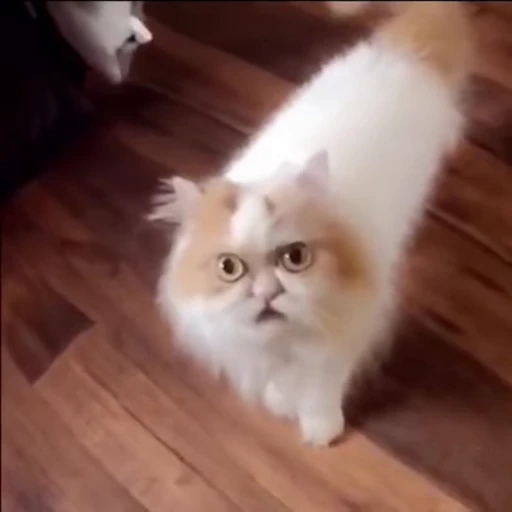 Стикерпак Mad Cat Video для Telegram