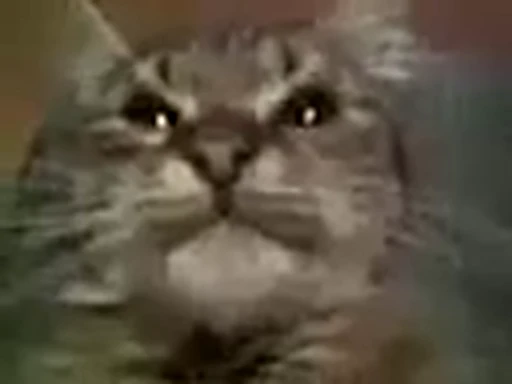 🐈 Стикер «Mad Cat Video» для Telegram