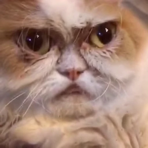 🐈 Стикер «Mad Cat Video» для Telegram
