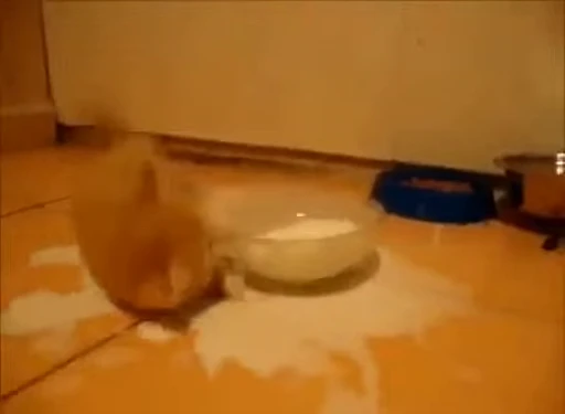 🐈 Стикер «Mad Cat Video» для Telegram