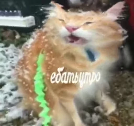 🐈 Стикер «Mad Cat Video» для Telegram