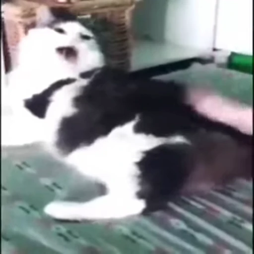 🐈 Стикер «Mad Cat Video» для Telegram