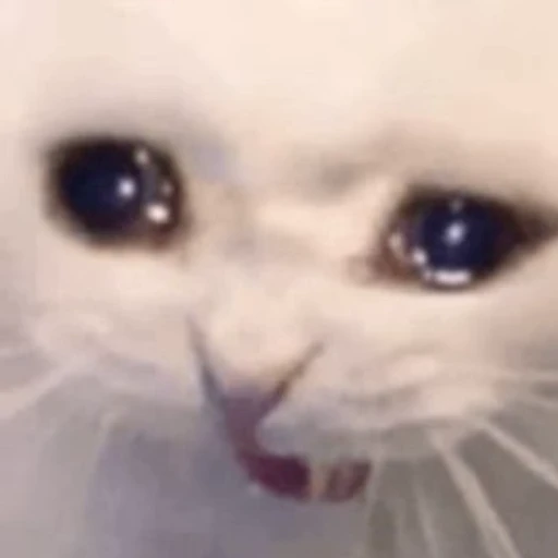 🐈 Стикер «Mad Cat Video» для Telegram