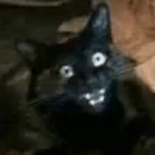 🐈 Стикер «Mad Cat Video» для Telegram