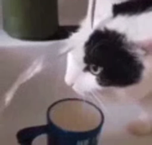 🐈 Стикер «Mad Cat Video» для Telegram