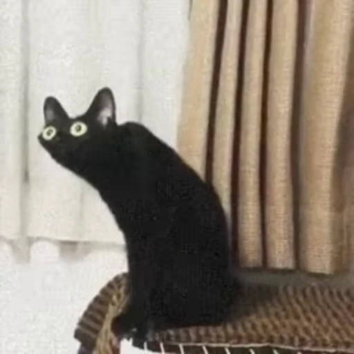 🐈 Стикер «Mad Cat Video» для Telegram