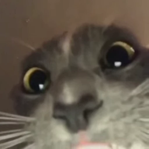 🐈 Стикер «Mad Cat Video» для Telegram