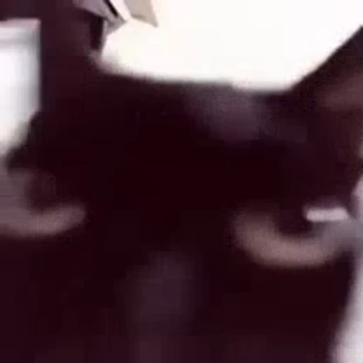 🐈 Стикер «Mad Cat Video» для Telegram