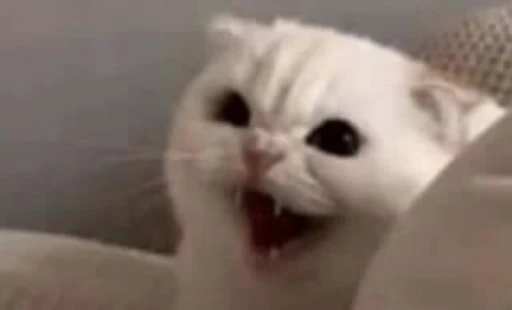 🐈 Стикер «Mad Cat Video» для Telegram