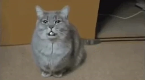 🐈 Стикер «Mad Cat Video» для Telegram