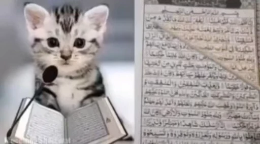 🐈 Стикер «Mad Cat Video» для Telegram