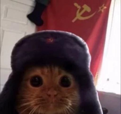 🐈 Стикер «Mad Cat Video» для Telegram