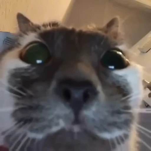 🐈 Стикер «Mad Cat Video» для Telegram