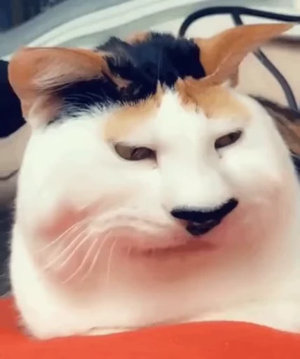 🐈 Стикер «Mad Cat Video» для Telegram