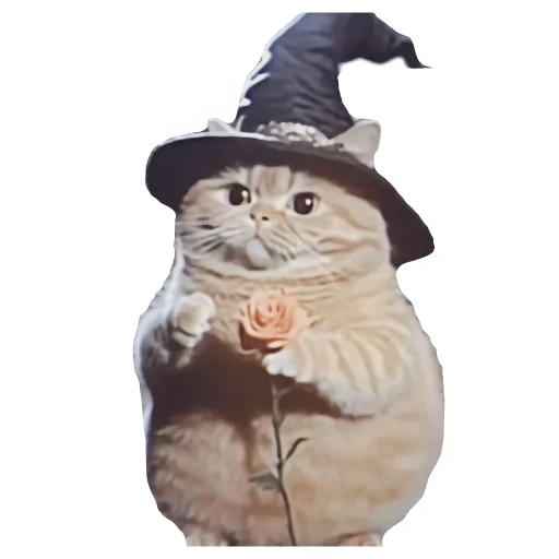 🐱 Стикер «Magic Сat» для Telegram