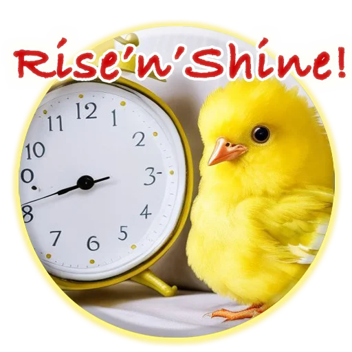 ⏰ Стикер «Magic Chicken channel» для Telegram