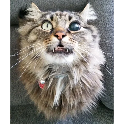 🤪 Стикер «Mainecoon cats» для Telegram