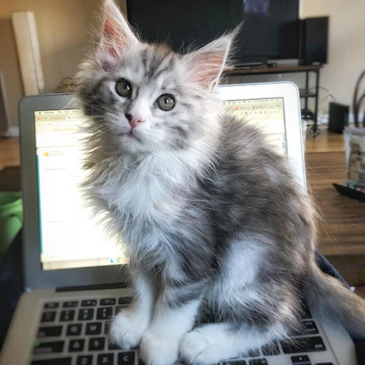 💻 Стикер «Mainecoon cats» для Telegram