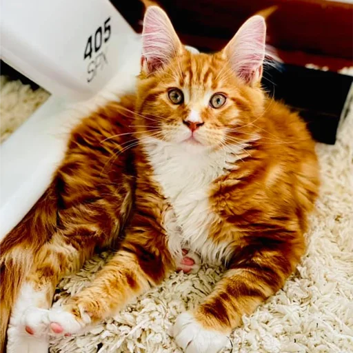 😳 Стикер «Mainecoon cats» для Telegram