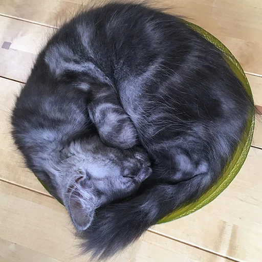 😴 Стикер «Mainecoon cats» для Telegram