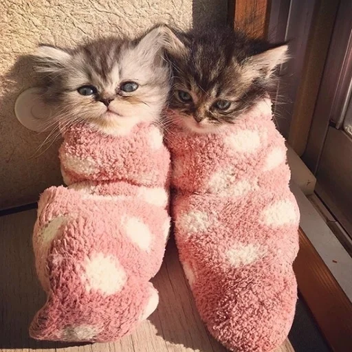 🥶 Стикер «Mainecoon cats» для Telegram