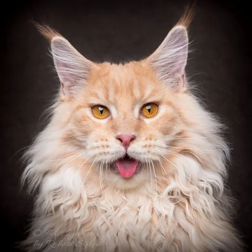 😛 Стикер «Mainecoon cats» для Telegram