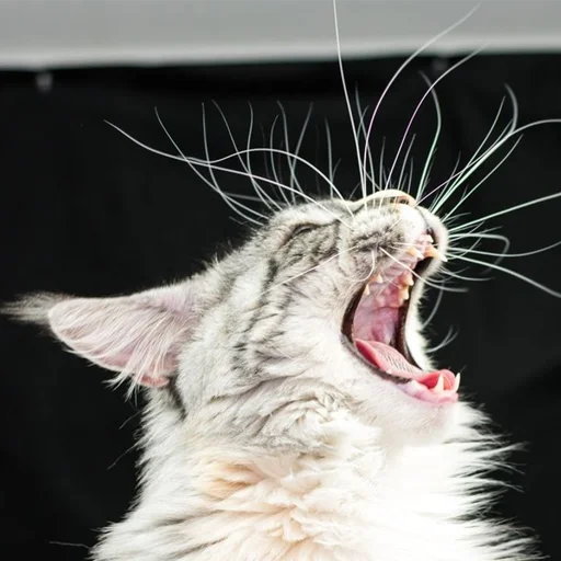 🤔 Стикер «Mainecoon cats» для Telegram