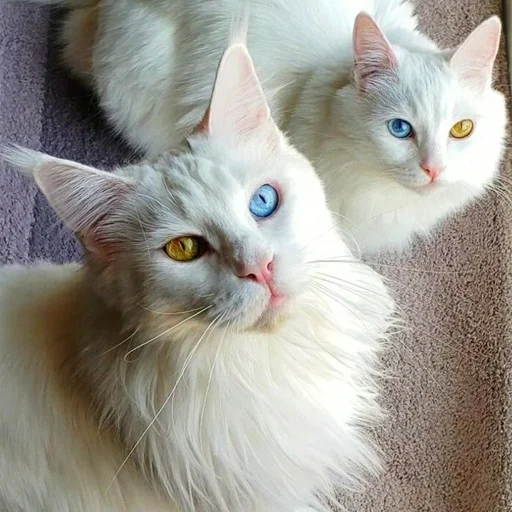 🐱 Стикер «Mainecoon cats» для Telegram