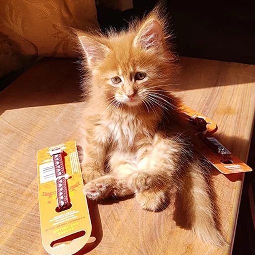😞 Стикер «Mainecoon cats» для Telegram