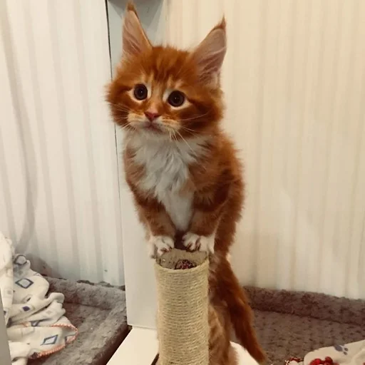 🥺 Стикер «Mainecoon cats» для Telegram