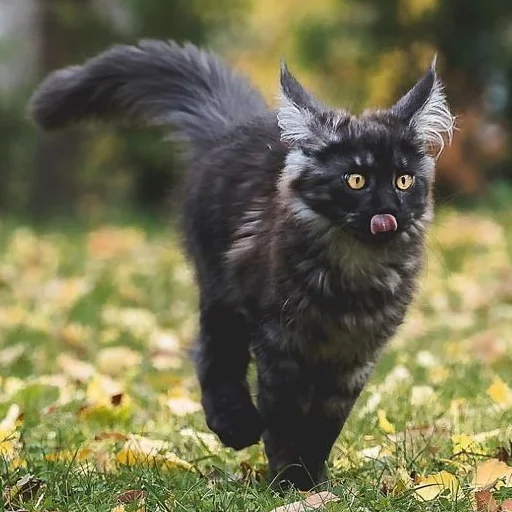 😜 Стикер «Mainecoon cats» для Telegram