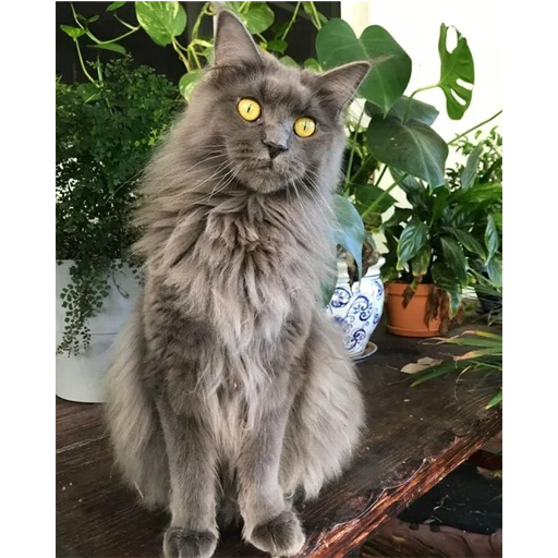 😳 Стикер «Mainecoon cats» для Telegram