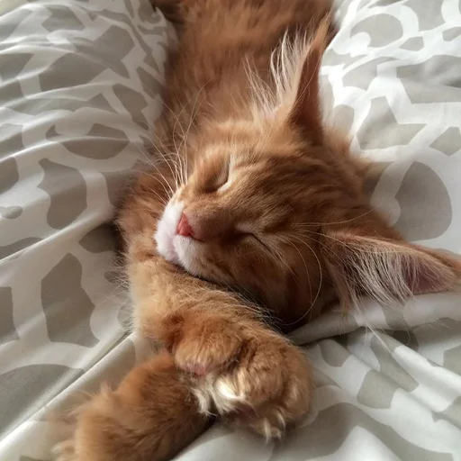 😴 Стикер «Mainecoon cats» для Telegram