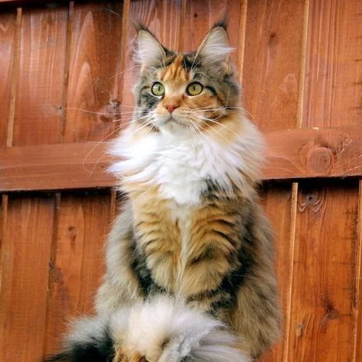 😳 Стикер «Mainecoon cats» для Telegram