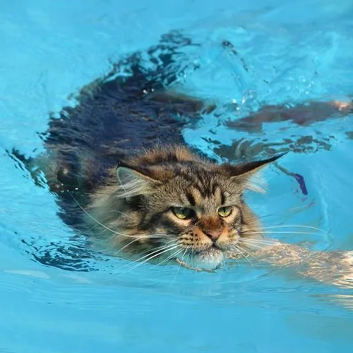 💦 Стикер «Mainecoon cats» для Telegram