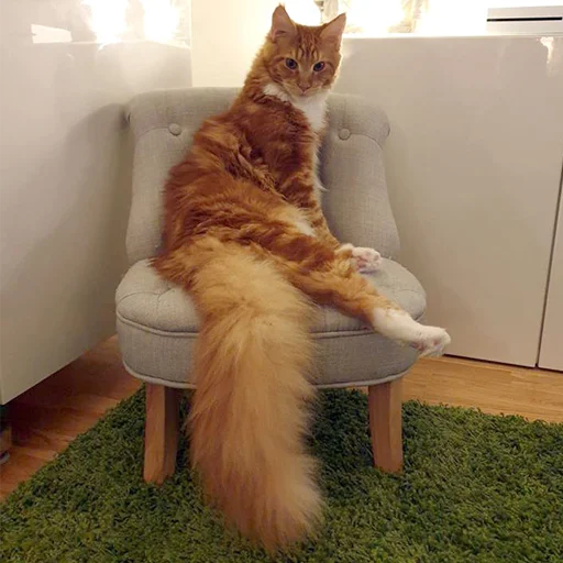 💁‍♀️ Стикер «Mainecoon cats» для Telegram