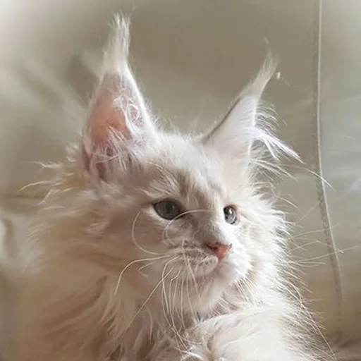 🤍 Стикер «Mainecoon cats» для Telegram