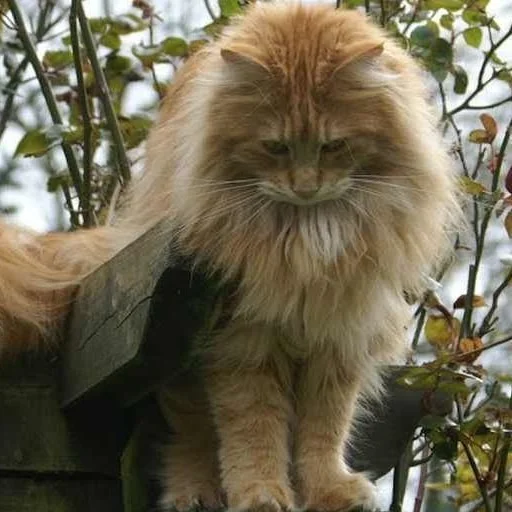 😞 Стикер «Mainecoon cats» для Telegram
