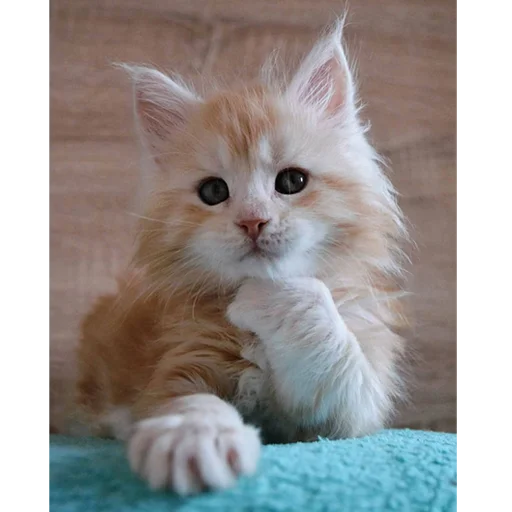 😏 Стикер «Mainecoon cats» для Telegram
