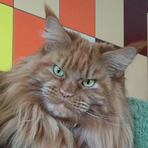 😡 Стикер «Mainecoon cats» для Telegram